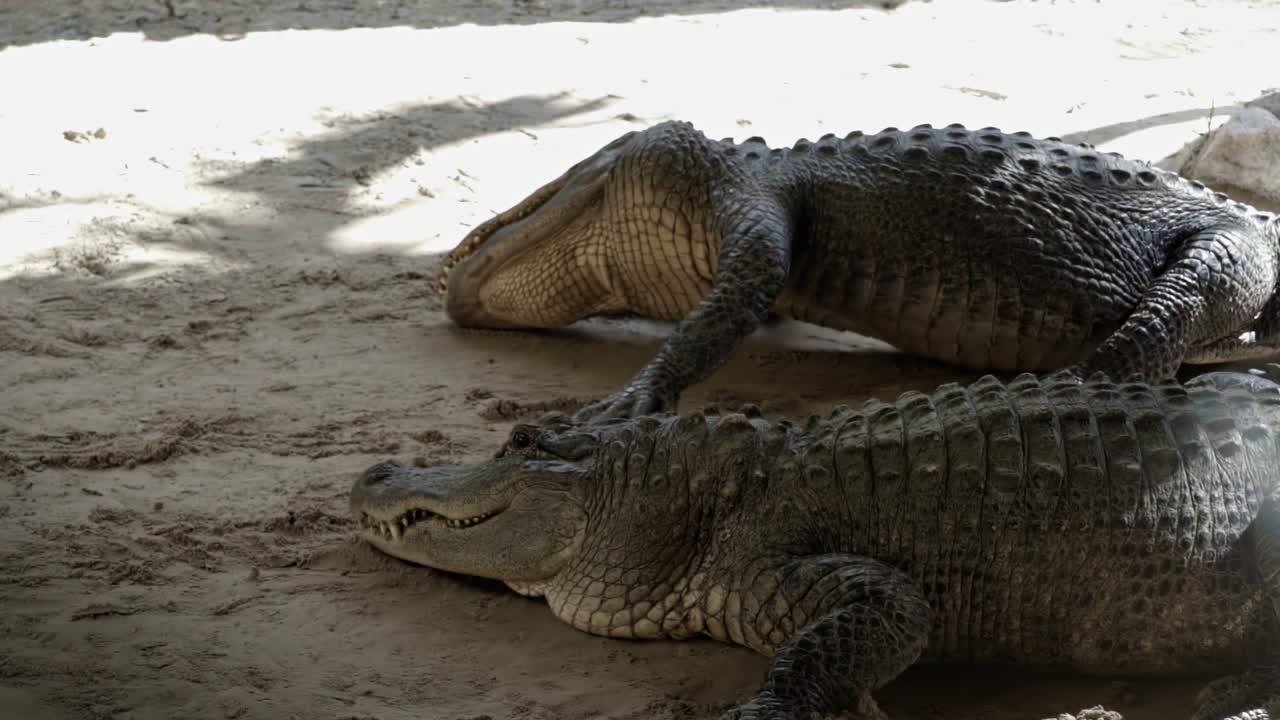 disparo en cámara lenta de dos grandes cocodrilos adultos luchando por comida y comiendo en la arena a la sombra con grandes escamas en los everglades de florida cerca de miami en un cálido día soleado de verano