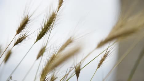 Trigo-En-El-Viento-Con-Un-Molino-De-Viento-Al-Fondo