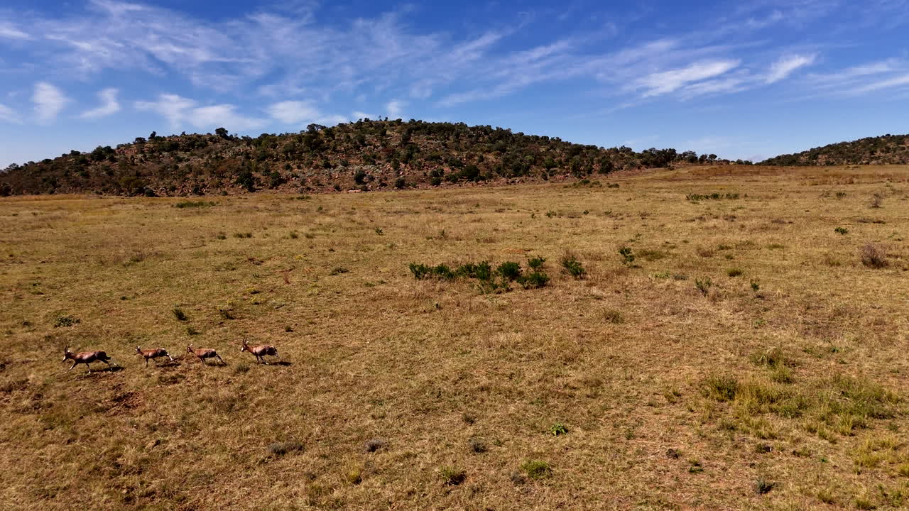 Drone flying alongside blesbok antelope trotting over open savannah plain