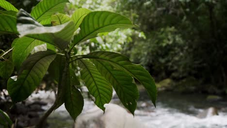 Shot-of-a-jungle-plant-in-the-rain-forest-of-costa-rica,-with-a-river-flowing-in-the-background