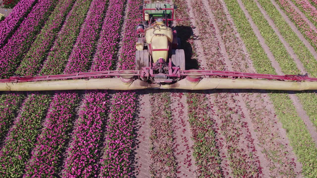 Vista aerea di Schermerhorn con tulipani, fiori, mulino a vento, che mostra un paesaggio rurale dorato nei Paesi Bassi.