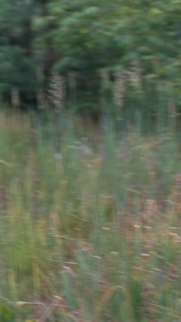 blurred forest grass and pine detail