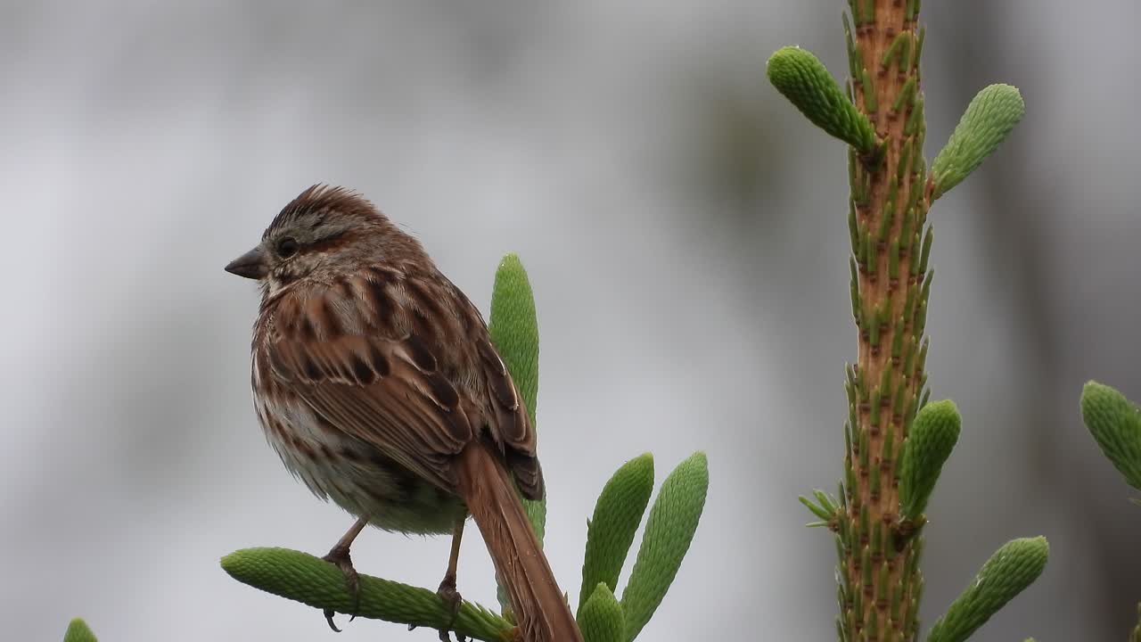 pájaro gorrión en un nuevo pino de brote fresco en una graciosa escena canadiense en un fondo borroso
