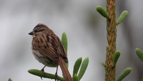 Sparrow-bird-on-fresh-new-bud-pine-tree-in-Canadian-gracious-scene-in-a-blurred-background