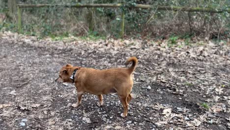 Süßer-Jack-Russel-Hund,-Der-Kackt-Und-Dann-Davonläuft