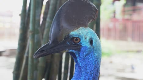 Alerted-by-its-surrounding,-southern-cassowary,-casuarius-casuarius-with-horn-like-casque-make-a-sudden-head-turn-looking-deadly-into-camera-at-Langkawi-wildlife-park,-handheld-motion-close-up-shot