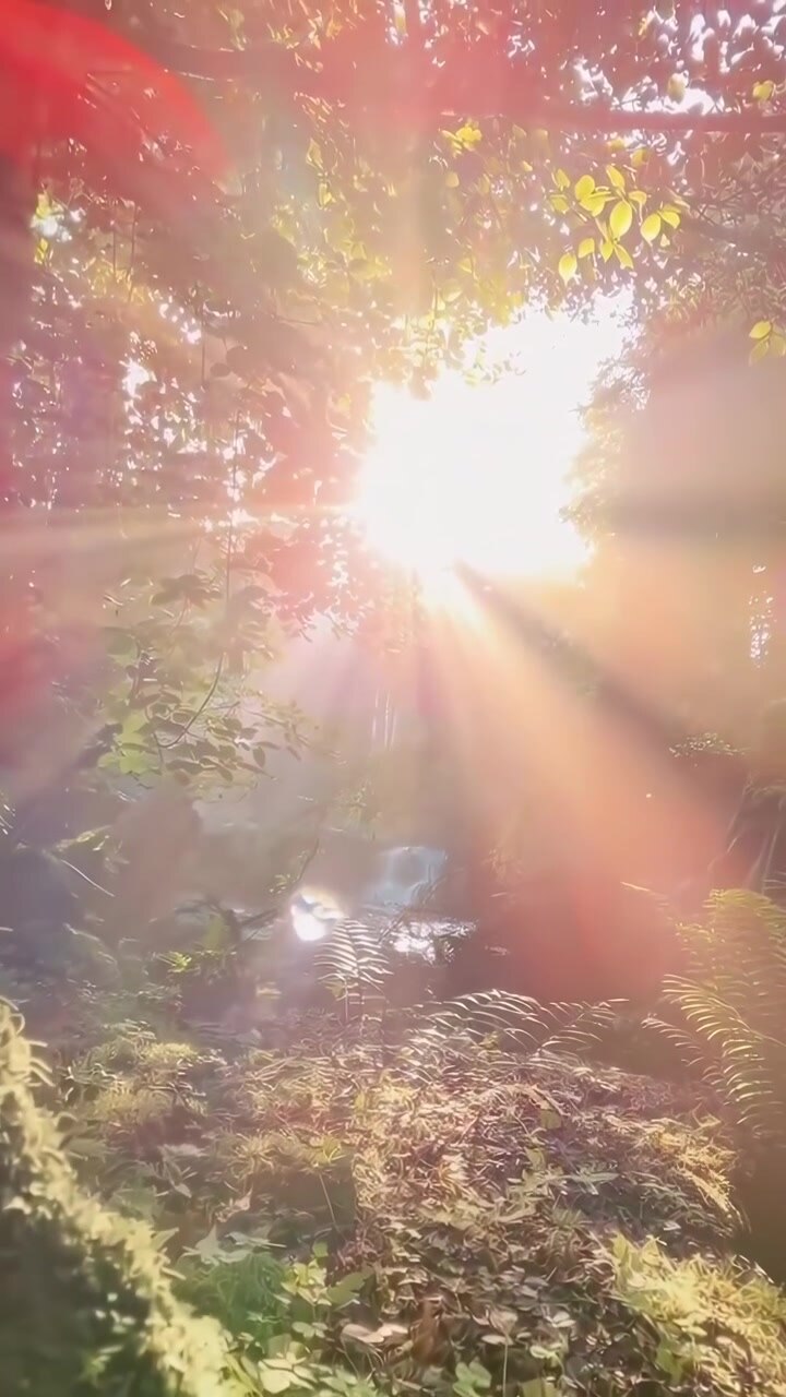 Golden Sun Rays Illuminating a Lush Green Forest with a Waterfall