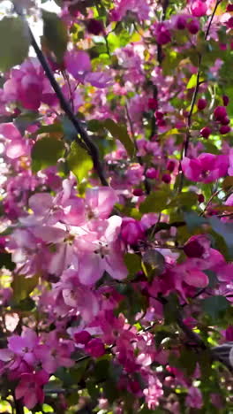 hermosas flores rosadas en primavera