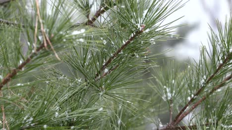 Snow-falling-on-a-pine-tree