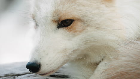 face of a white arctic fox at miyagi zao fox village in miyagi, japan