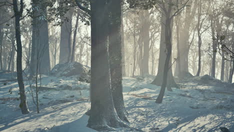 sunset in the wood between the trees strains in winter period