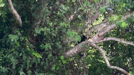 El-Oso-Negro-Asiático-Bajando-De-Un-árbol-Fructífero,-Ursus-Thibetanus,-También-Se-Llama-Oso-Negro-Asiático