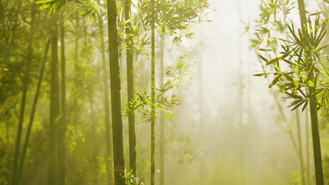 los bosques de bambú de arashiyama