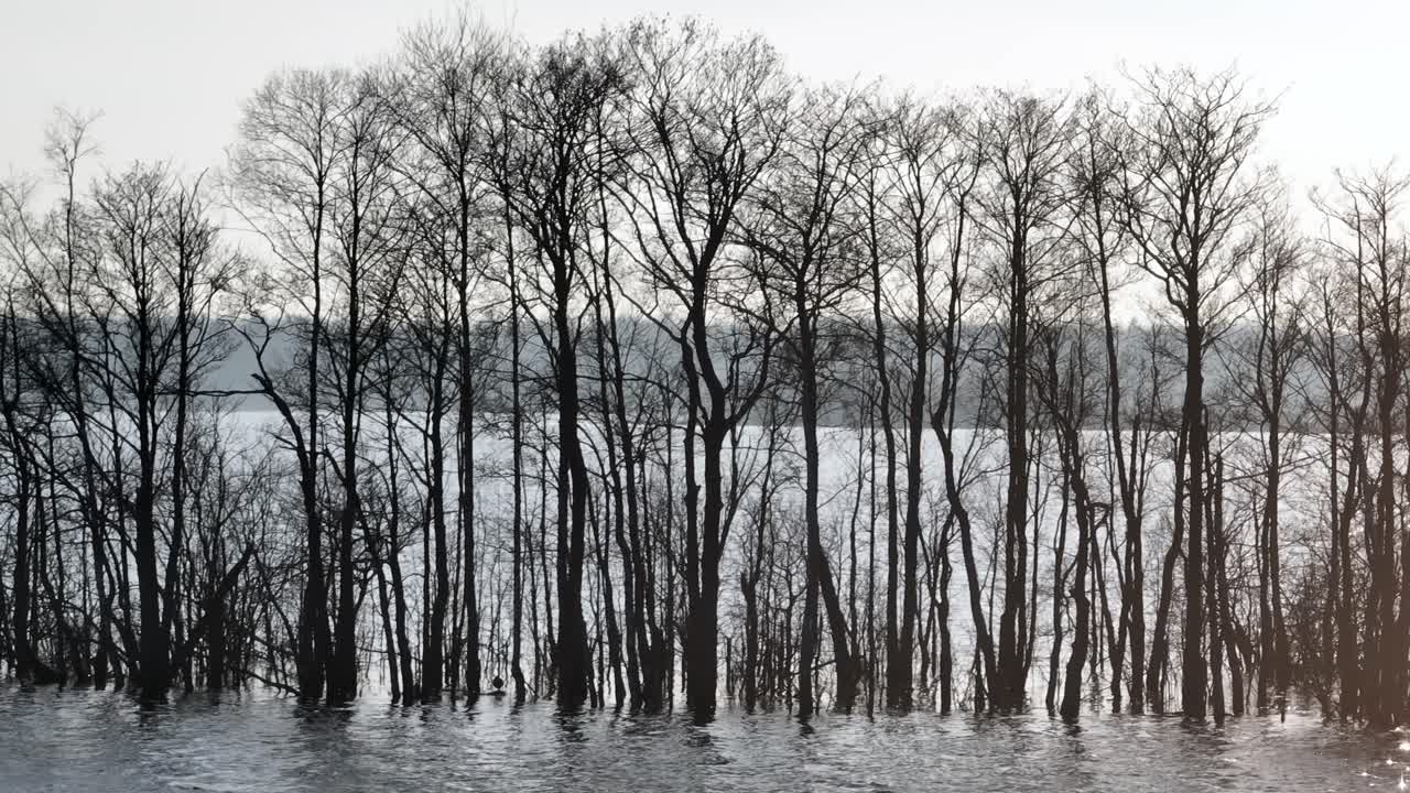 Trees without leaves on an island submerged in Lake Karujärv due to high water levels. Saaremaa, Estonia.