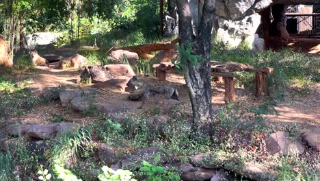 hyenas exploring their naturalistic zoo enclosure