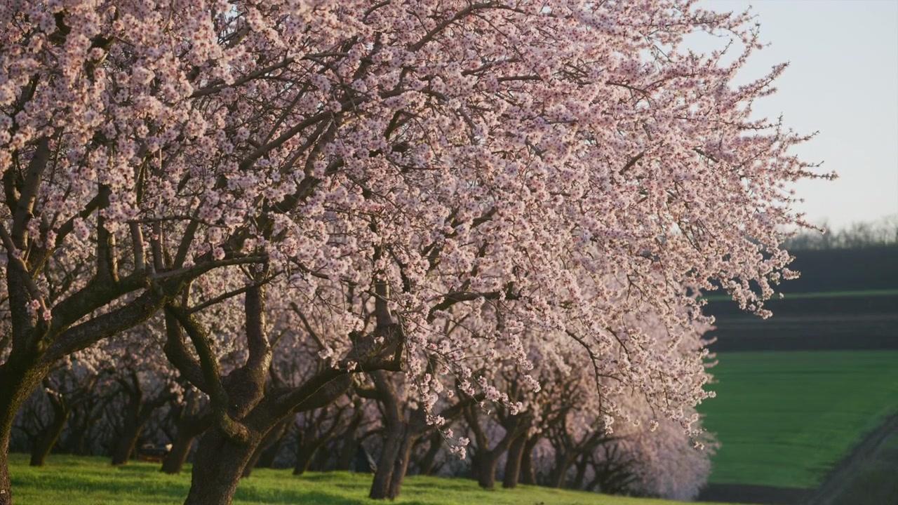 Bir tarım bahçesinde narin pembe çiçeklerle açan badem ağaçları. Gün doğumu ışığı.