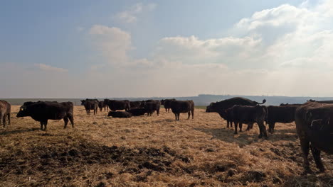 Static-shot-of-brown-cow-herd-on-free-field-in-countryside-in-summer