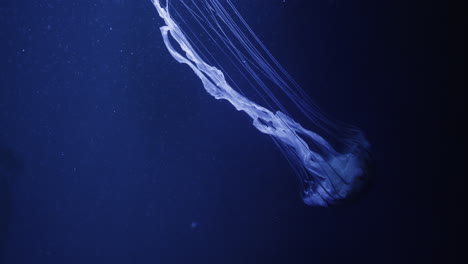 medusas en azul profundo