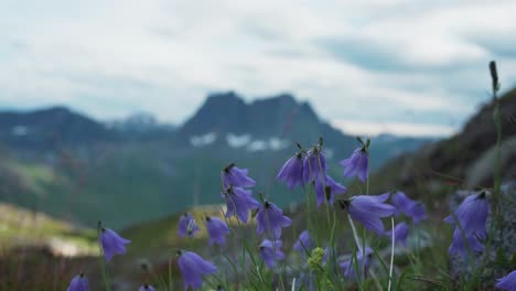 Hermosas-Flores-De-Campanilla-Contra-El-Borroso-Paisaje-Montañoso-En-Noruega