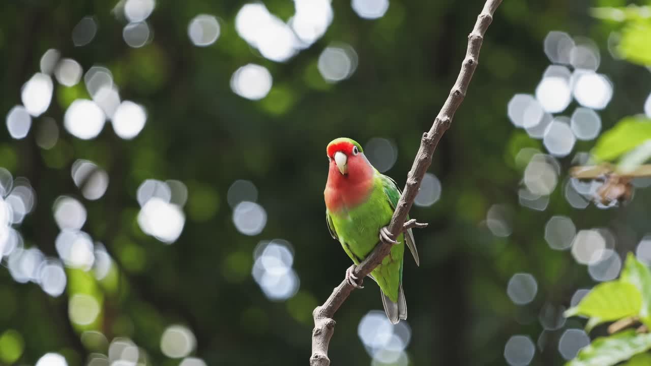 Close-up video of a colorful bird perched on a branch, captured from a side angle with a bokeh