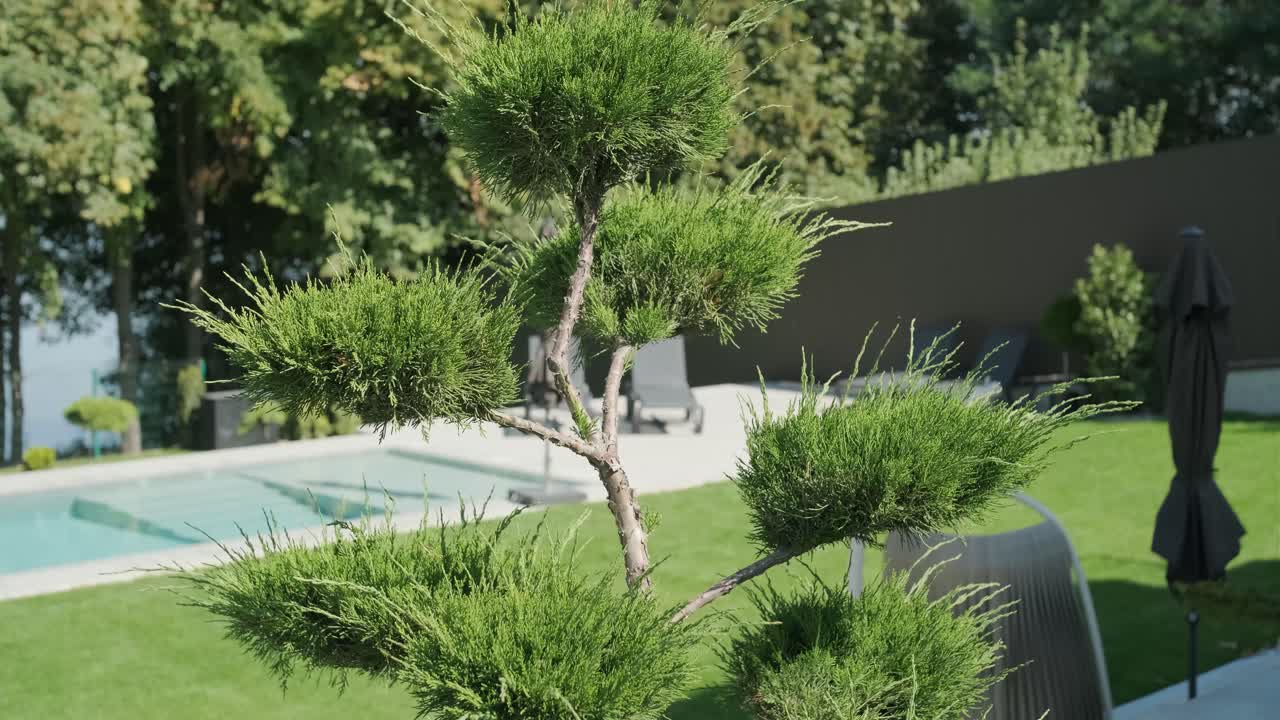A Beautiful Bonsai Tree in a Garden Setting