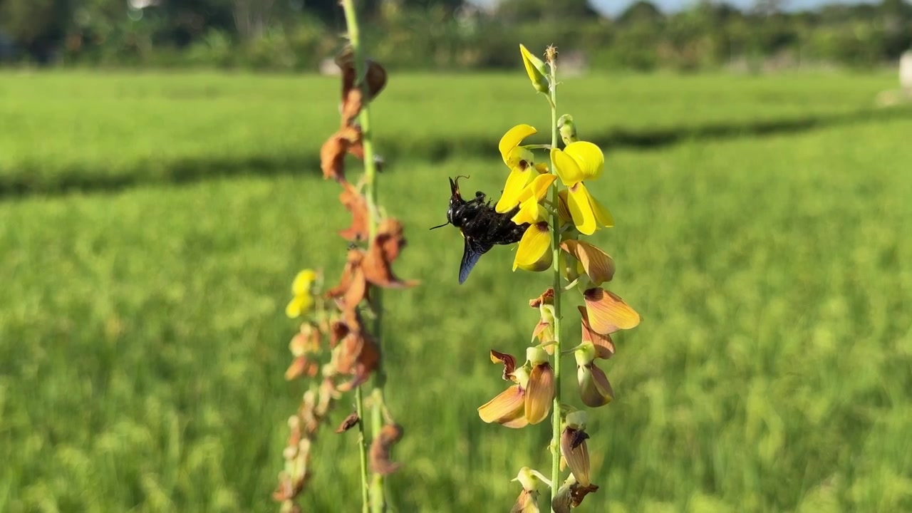Black Carpenter Bee Pollinating Yellow Flower in Field