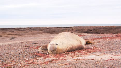 The-beach-master-,-male-Elephant-seal-resting-on-the-sandy-beach-as-the-sea-gulls-fly