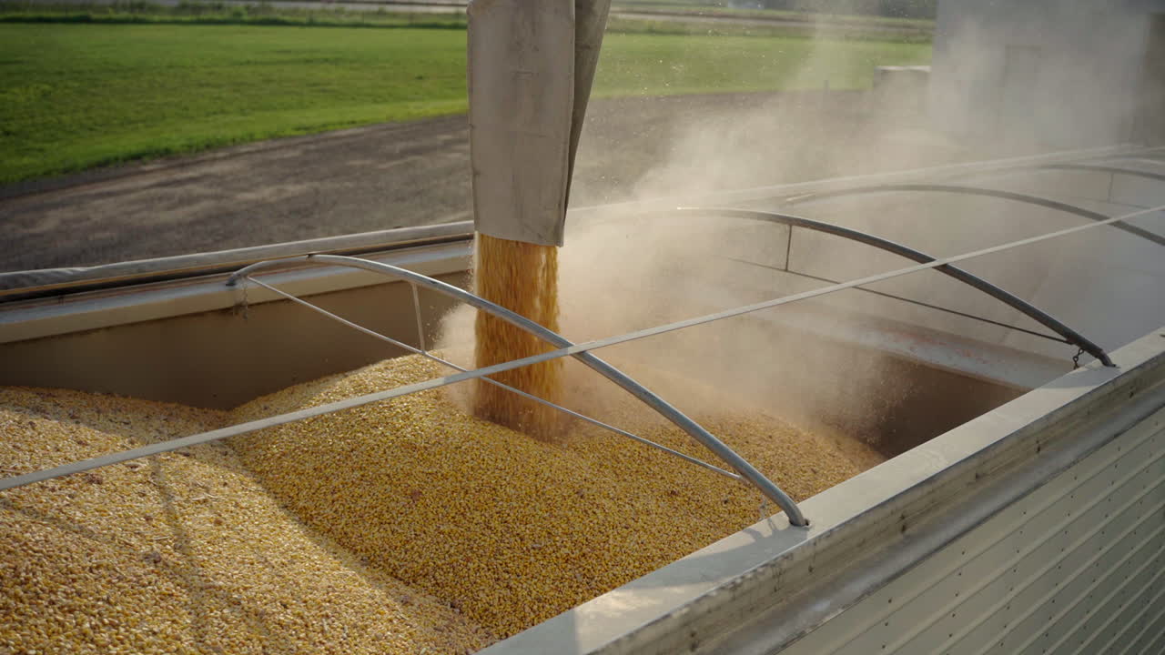 Grain pours into a trailer during harvest in slow motion, with golden kernels and dust filling the air in a sunny rural farm setting. Perfect for agriculture, farming, or food production themes