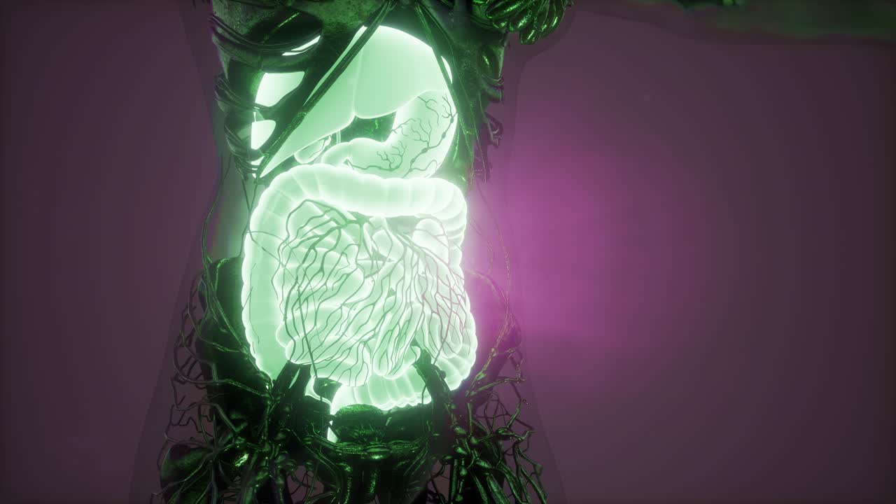 cuerpo humano con sistema digestivo visible