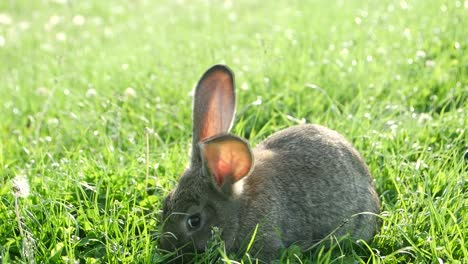 a rabbit grazing in green grass