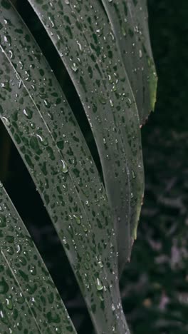 water drops on palm leaves