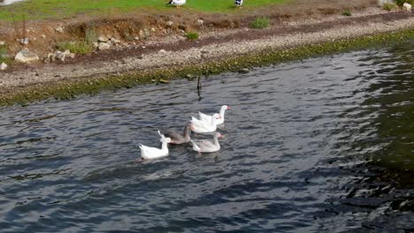 Luftdrohnenaufnahme-Von-Enten-Am-Strand