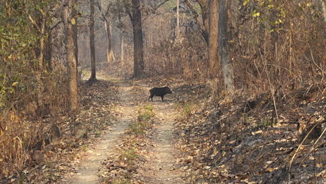 a wild boar in the forests and jungles of the chitwan national park in nepal