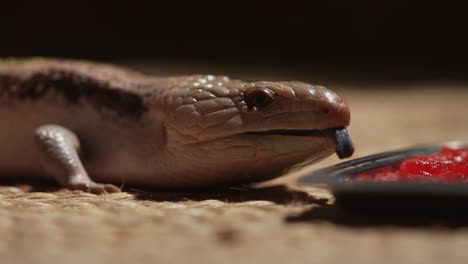 skink eating