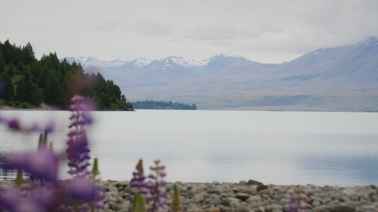 flor frente al lago tekapo 4k