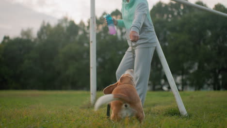 bulldog energetically playing with strap held by owner outdoors on grassy field during sunny day playful interaction showing bond happiness loyalty fun between human and pet joyful carefree moment