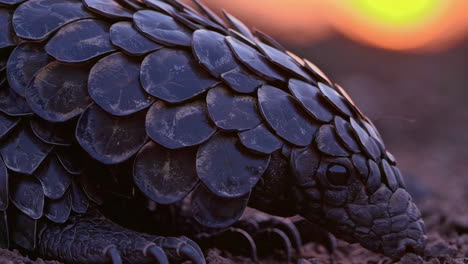 aardvark at sunset