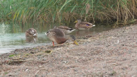 Stockente-Auf-Der-Suche-Nach-Nahrung-Am-Ufer