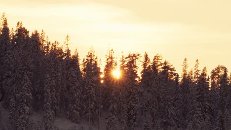 Luz-Del-Sol-A-Través-De-Pinos-Helados-En-Indre-Fosen,-Noruega---Ancho