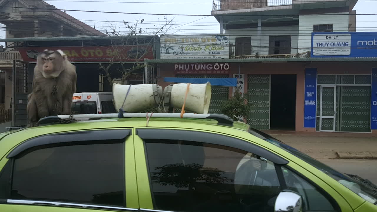 Mistreating Animal and Animal Abuse - Monkey Chained to Car Roof in Vietnam