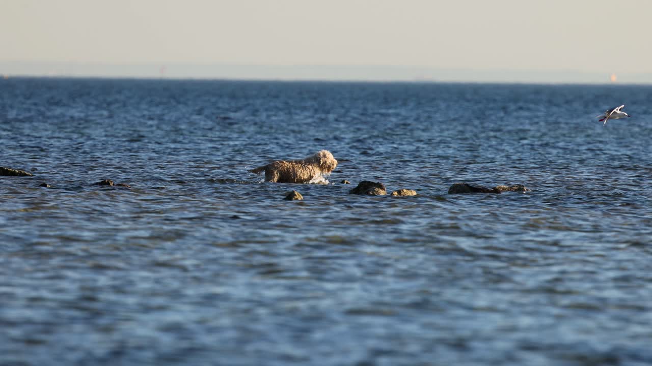 Dog and seagull interacting in shallow sea water