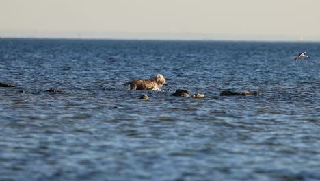 dog and seagull interacting in shallow sea water