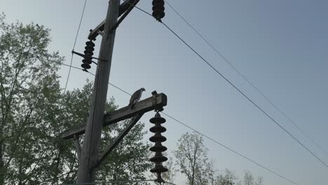 gran pájaro descansando en las líneas eléctricas