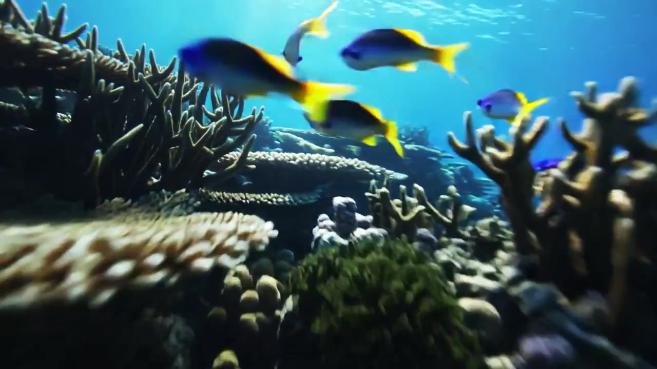 Cámara moviéndose a través de un arrecife poco profundo, mostrando corales de mesa y peces nadando y dispersándose.