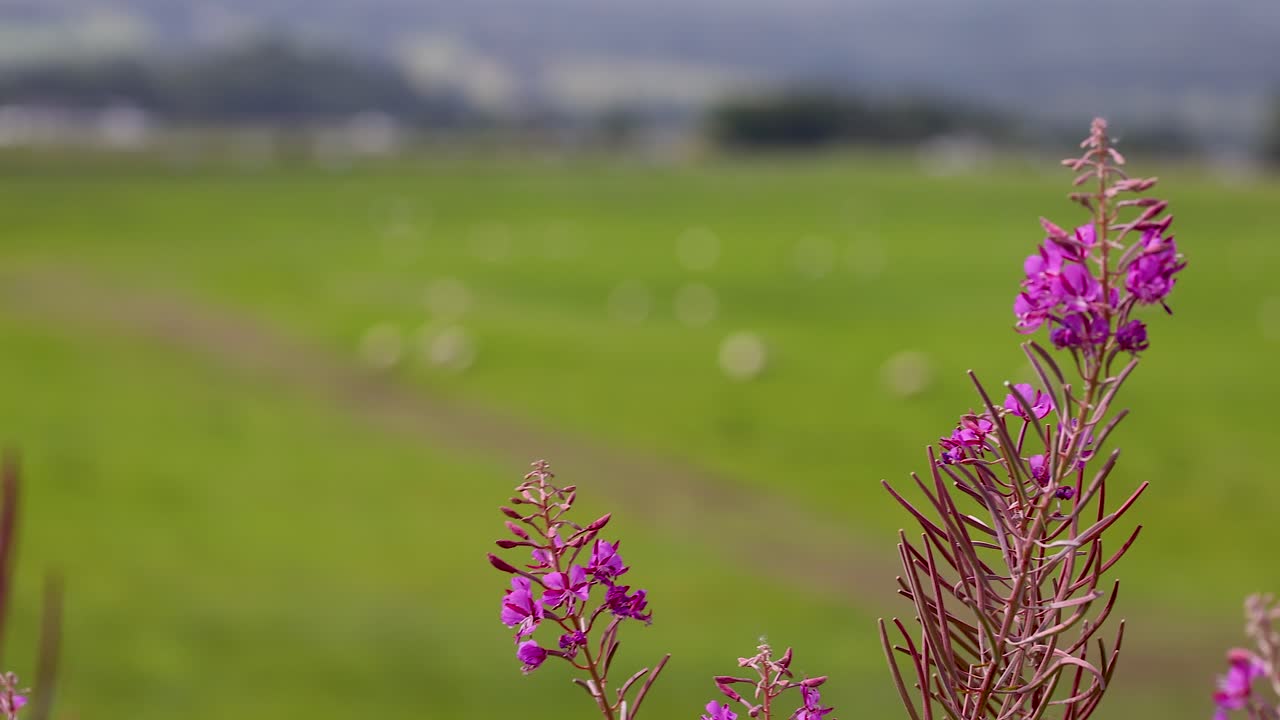 flores de hierba de fuego en un campo verde exuberante