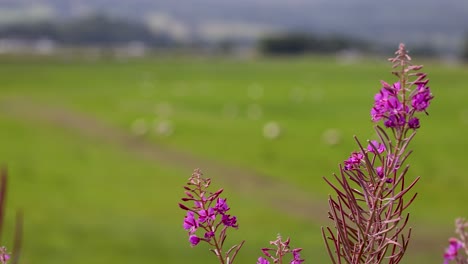 flores de hierba de fuego en un campo verde exuberante