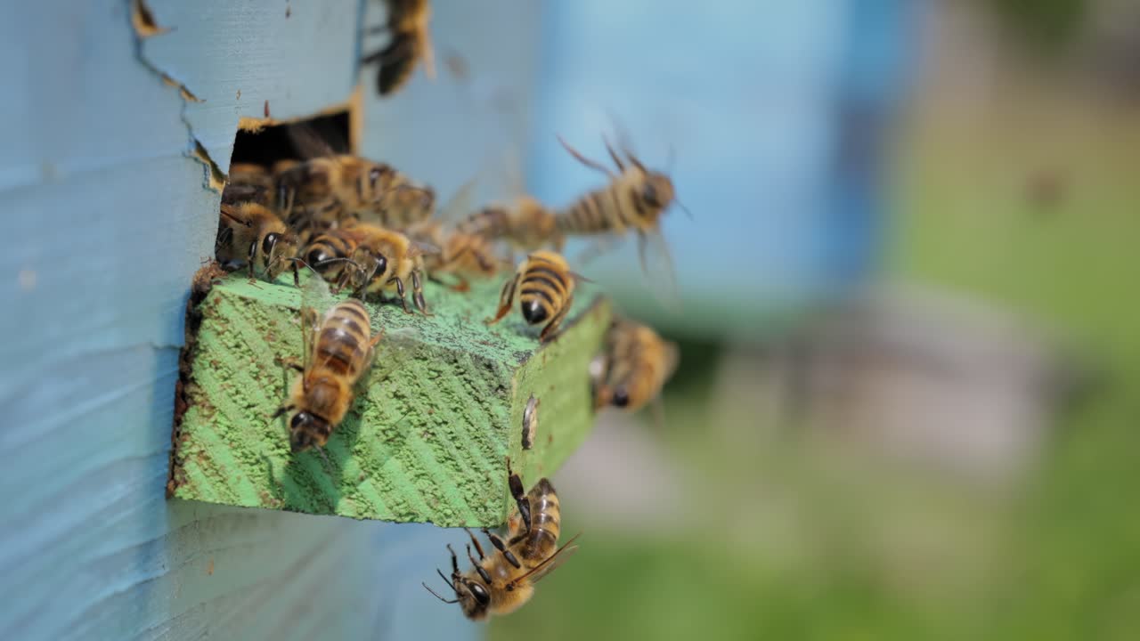 Honey bees fly near a beehive. Bees are best known to humans for their ecological roles as pollinators. Honey bees flying into wooden beehives