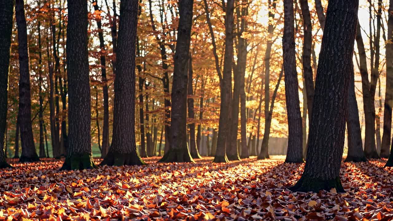 A serene autumn forest scene with sunlight filtering through trees