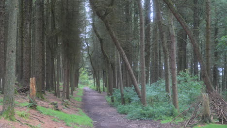 Forest-path-defined-by-tall-pine-trees-with-slow-pan-on-summer-day