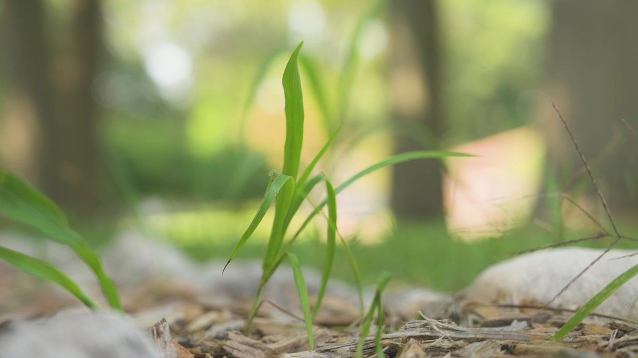 Soft winds blowing a blade of bold grass in a front garden.